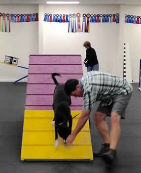 Maine dog training