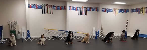 Dog training classes in Mid-Coast Maine