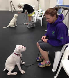 Good Pup Puppy Class